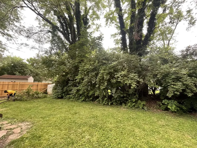 Overgrown backyard before Iron Edge cleanup Columbus OH
