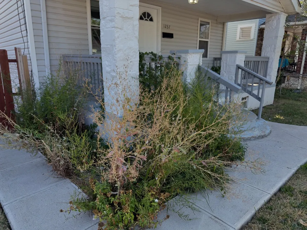 Overgrown yard before cleanup, Columbus OH by Iron Edge Outdoor